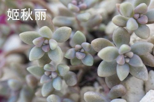 佳能镜头上的参数，探索佳能镜头上的神秘参数